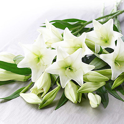 Unbranded simply Interflora - Longi Lilies