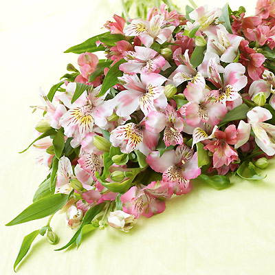 Unbranded simply Interflora - Pink Alstroemeria