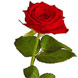 Single Red Rose