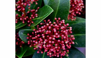 Red buds opening white. Foliage also reddish. RHS Award of Garden Merit winner. Supplied in a 2-3 litre pot.Dwarf shrubEvergreenFertile moist well-drained soilFull shadeFully hardyBUY ANY 3 AND SAVE 20.00! (Please note: Offer applies only for plants 