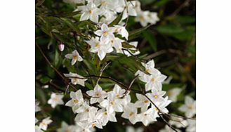 Pure white form. Syn. S. Laxum. RHS Award of Garden Merit winner. Height 6m (20). (PLEASE NOTE: Caution toxic if eaten.) Supplied in a 2-3 litre pot.ClimberEvergreenFull sunBUY ANY 3 AND SAVE 20.00! (Please note: Offer applies only for plants that ha