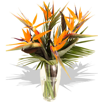 Unbranded strelitzia Bouquet - flowers