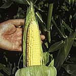 Unbranded Sweet Corn Earlybird F1 Plug Plants 481761.htm