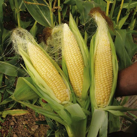 Unbranded Sweet Corn Sweetie Pie F1 Seeds Average Seeds 35