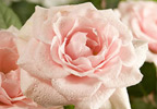 A pretty wood basket packed with sweet miniature Roses in subtle shades makes for a really pretty