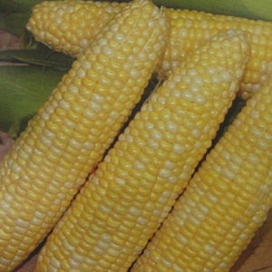 Unbranded Sweetcorn Mirai Bicolour M302 F1 Hybrid Seeds