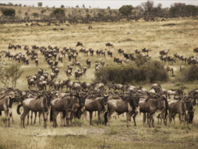 Tanzania, private vehicle safari