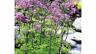 Unbranded Thalictrum Plant - Black Stockings