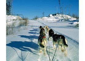 Unbranded Trappers Run Dogsledding in Whistler - Child