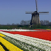 Unbranded Tulip Flower Fields and Keukenhof Garden Tour - 4.5 hour tour