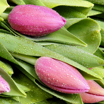 Unbranded Valentines Day Fifty Pink Tulips - flowers