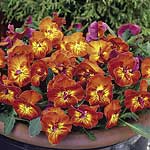 Unbranded Viola Angel Sweet Pea (Easiplants)