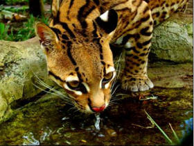 Unbranded Volunteer with animals in the Amazon rainforest,