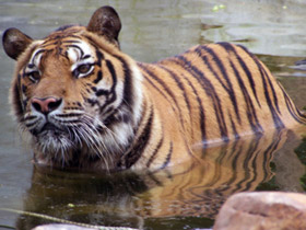 Volunteering Thailand, wildlife rescue centre