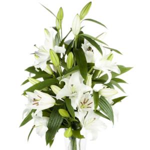 White Oriental Lilies