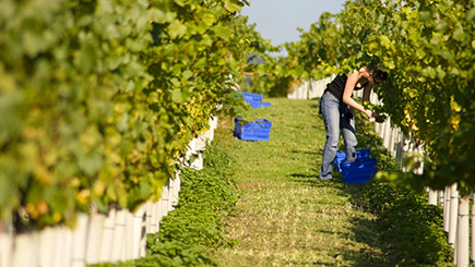 Unbranded Winemaker Vineyard Tour for Two at Stopham