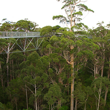 Valley of the Giants Tree Top Walk - Adult