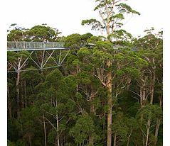 Valley of the Giants Tree Top Walk - Child