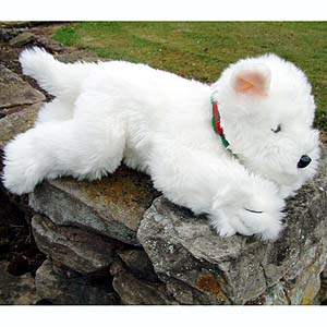 West Highland Terrier