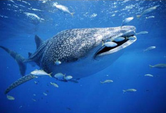 Whale Shark scuba diving holiday, Thailand