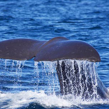 Whale Watch Kaikoura - Child