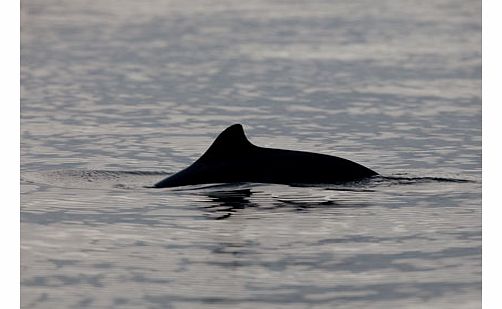 Whale Watching and Blue Lagoon