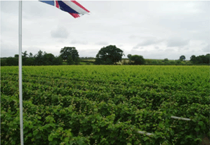 Tasting Evening for Two in Shropshire