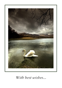 Yoodoo Langdale Swan